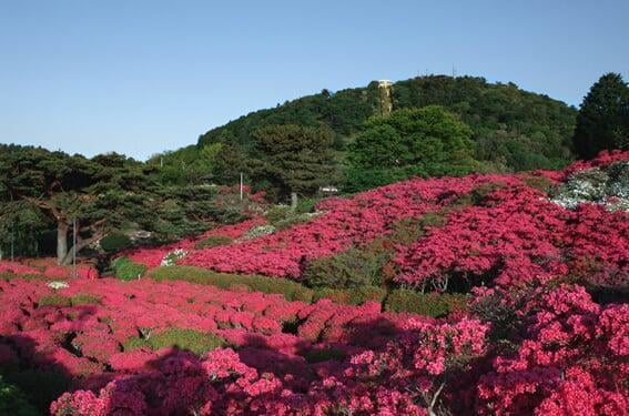 小室山公園 つつじ
